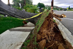 hurricane damage tree