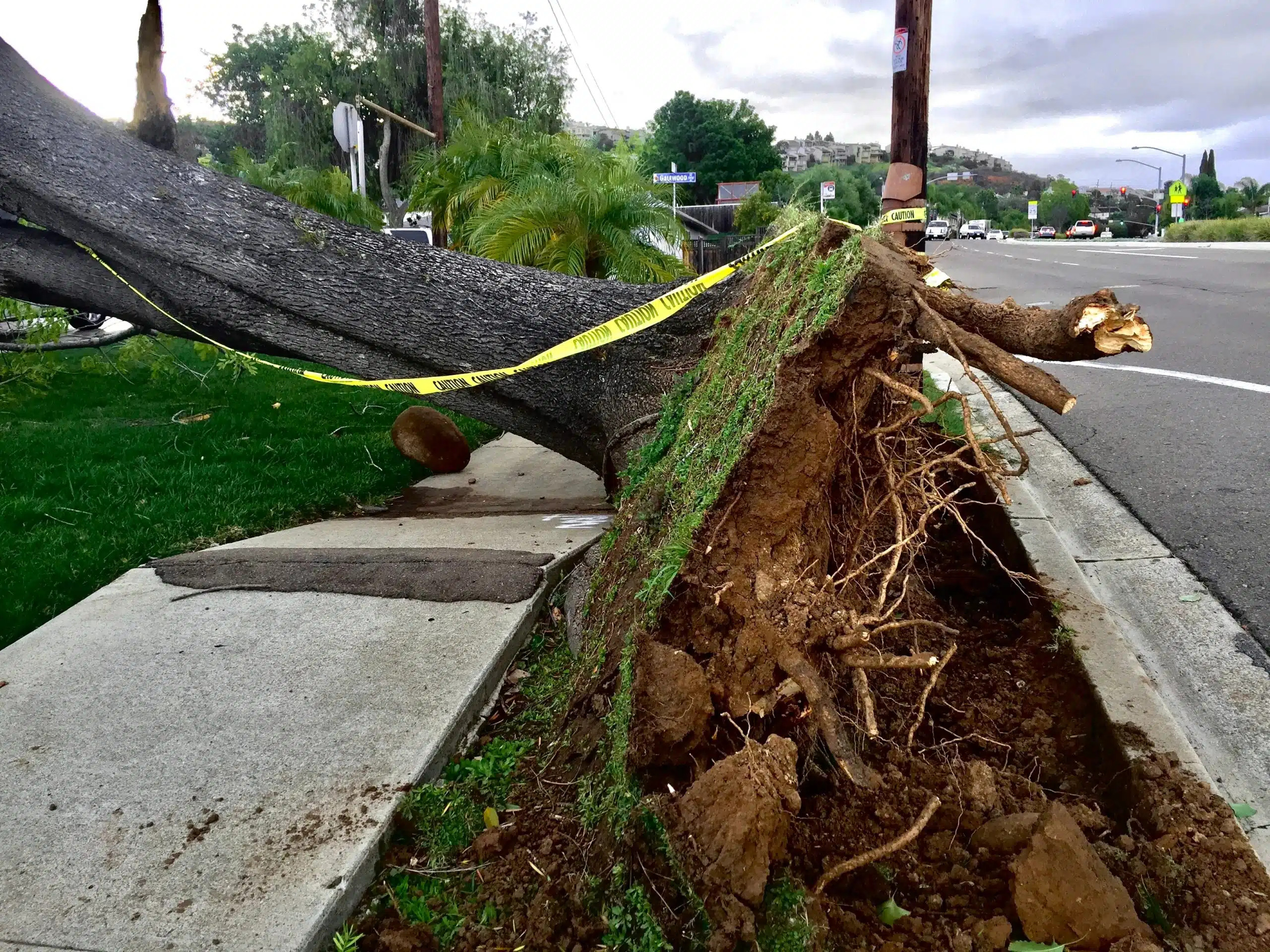hurricane damage tree