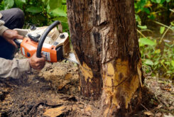 Tree Removal