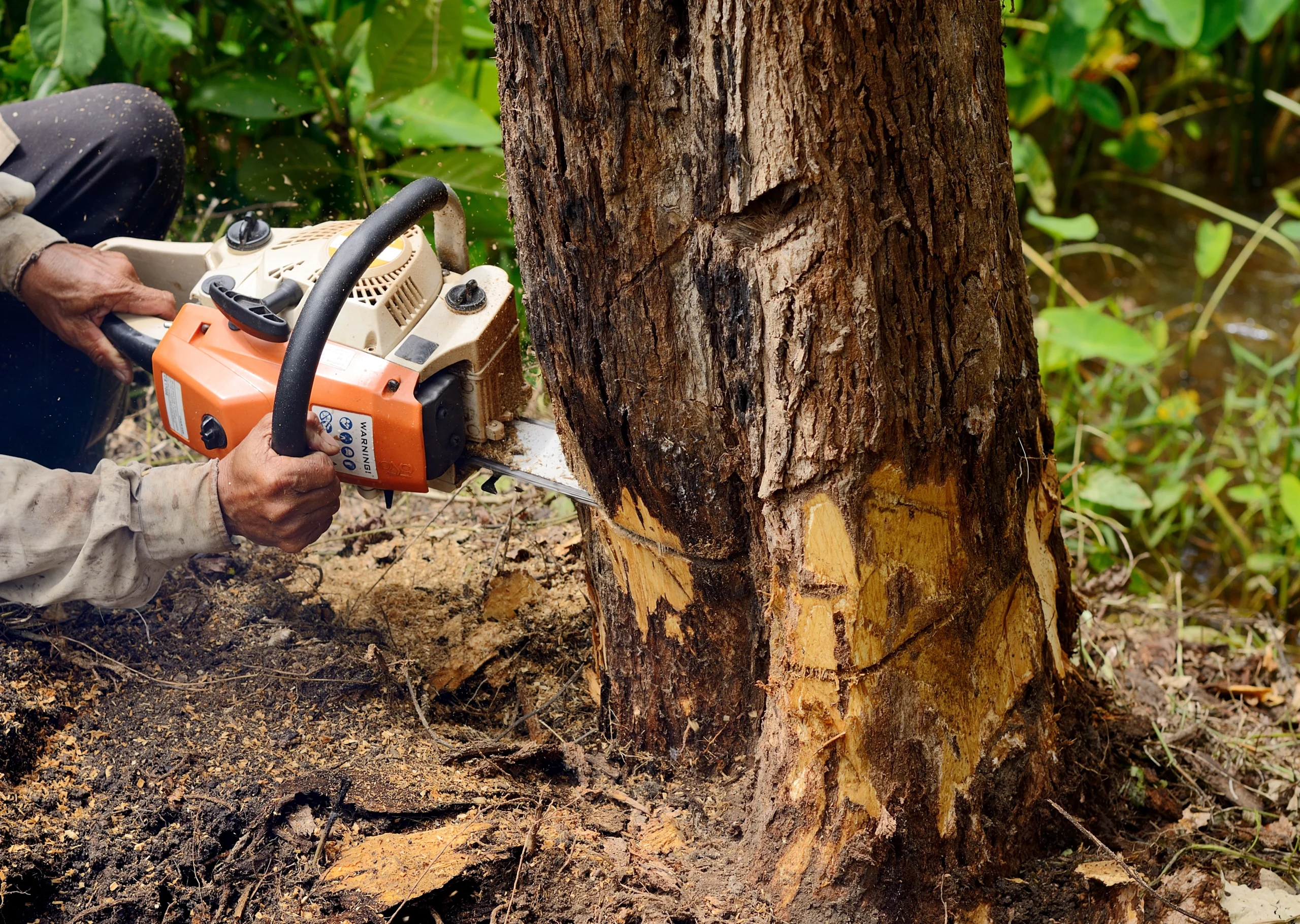 Does Homeowners Insurance Cover Diseased Tree Removal?