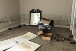 mold damage