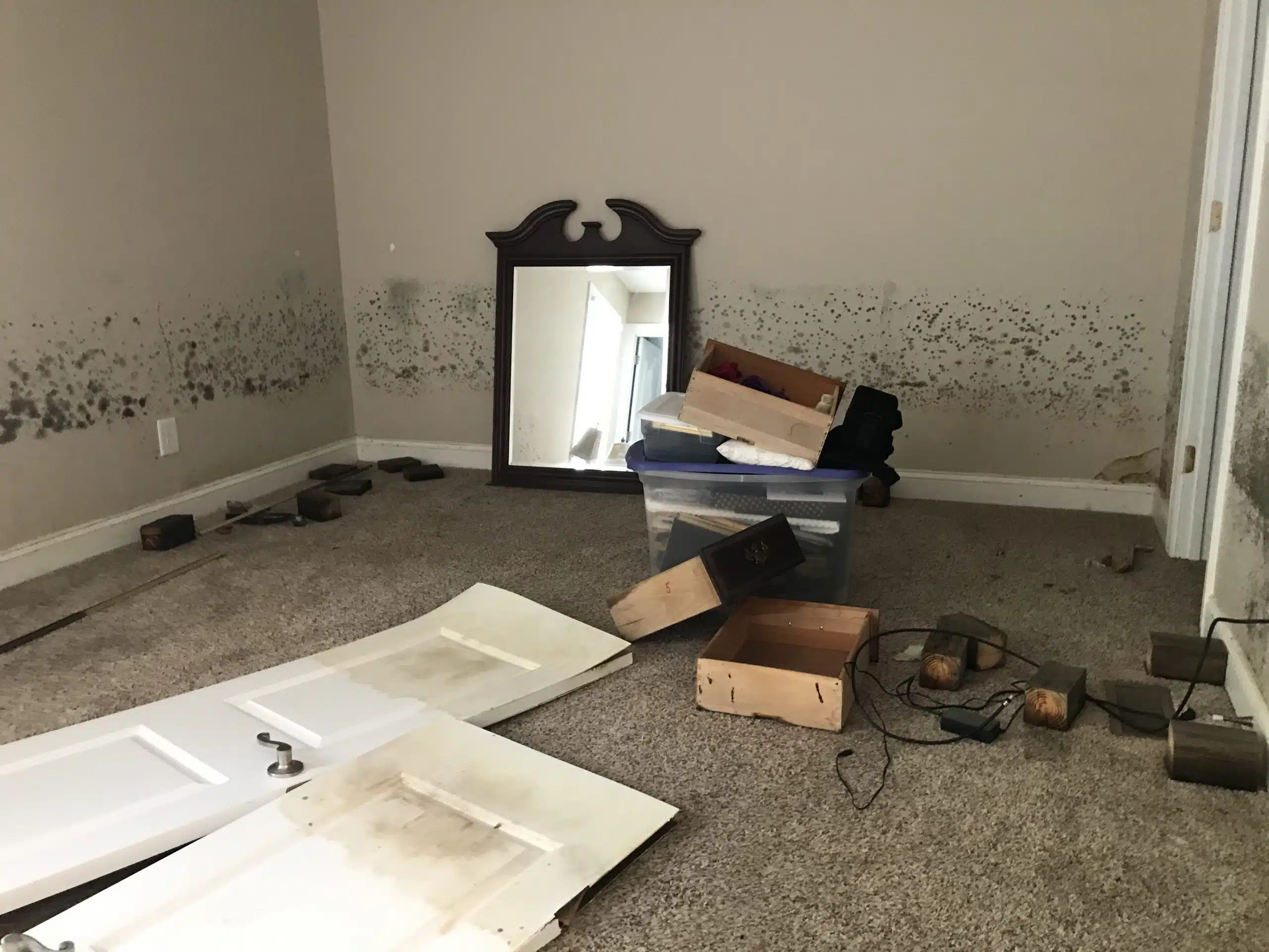 mold damage